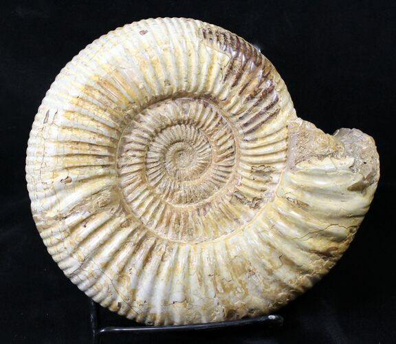 Large Perisphinctes Ammonite - Jurassic #18920